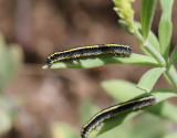 Larver Caterpillars
