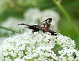 Myrlik glasvinge <br> Synanthedon formicaeformis