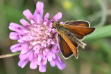 Butterflies/Fjärilar