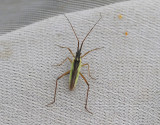 Notostira elongata