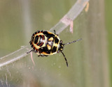 Rapssugare<br> Rape Bug<br>(Eurydema oleracea)