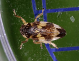 Allmän spottstrit Philaenus spumarius