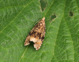 Föränderlig brokvecklare Celypha lacunana