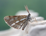 Tallmtare <br> Bupalus piniaria