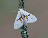 Vit hakvinge Leucodonta bicoloria