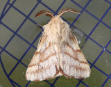 Ängsringspinnare Malacosoma castrense
