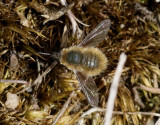 Systoechus ctenopterus