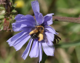 Praktbyxbi Dasypoda hirtipes