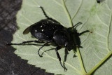 Svart guldbagge <br> Gnorimus variabilis