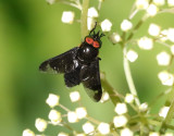 Chrysops sepulcralis