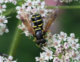 ngsgetingfluga <br> Chrysotoxum festivum