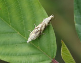 Citronvecklare Thiodia citrana