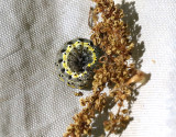 Rdltt slgfly <br> Orthosia miniosa
