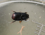 Rdspetsad dyngbagge <br> Otophorus haemorrhoidalis