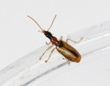 Blek tasslpare <br> Demetrias atricapillus