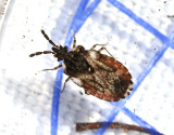 Aradus depressus