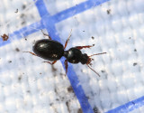Dvrggrvare <br> Dyschirius globosus