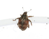 Coeliodes rana