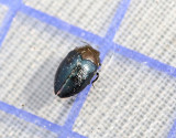 ngsvddspraktbagge <br> Trachys troglodytes