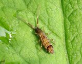 Orchesella flavescens