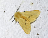 Gul tigerspinnare <br> Spilosoma luteum