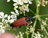 Tegelbock  <br> Anastrangalia sanguinolenta