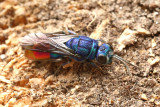 Blrd guldstekel <br> Chrysis fulgida