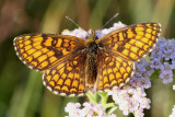 Skogsntfjril<br> Heath Fritillary <br>Melitaea athalia