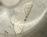 Snvit hasselmtare <br> Asthena albulata