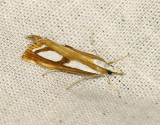 Bandat/Sydligt silvergrsmott <br> Catoptria osthelderi/permutatella