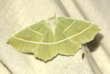  Blekgrn mtare <br> Campaea  margaritaria