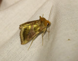 Grnglnsande metallfly <br> Diachrysia chrysitis