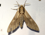 Tallsvrmare <br> Sphinx pinastri