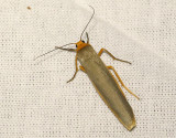 Mrkgr lavspinnare <br> Eilema complanum