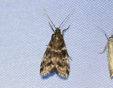 Granfrmott <br> Assara terebrella