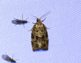 Granbredvecklare <br> Dichelia histrionana