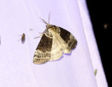 Svartgr blekmaskspinnare <br> Tetheella fluctuosa
