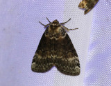 Svartgr blekmaskspinnare <br> Tetheella fluctuosa