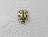 Schackbrdspiga<br>  Propylea quatuordecimpunctata