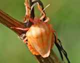 Strimlus <br> Striped Shield Bug <br> Graphosoma lineatum