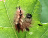 Lnnaftonfly <br> Acronicta aceris