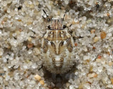 Sanddynbrfis <br> Phimodera humeralis