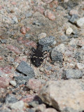 Skogssandjgare <br> Cicindela sylvatica