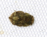 ronstrit <br> Ledra aurita