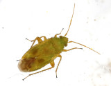 Megalocoleus tanaceti