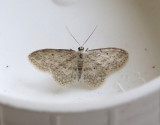 Rislvmtare <br> Idaea seriata