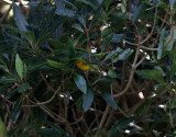 Gyllenskogssngare <br> Prothonotary warbler <br> Protonotaria citrea