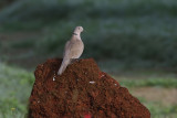 Turkduva <br> Eurasian Collared Dove <br> Streptopelia decaocto