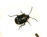 Rapssugare<br> Rape Bug<br>(Eurydema oleracea)