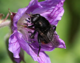 Bred narcissblomfluga <br> Merodon equestris